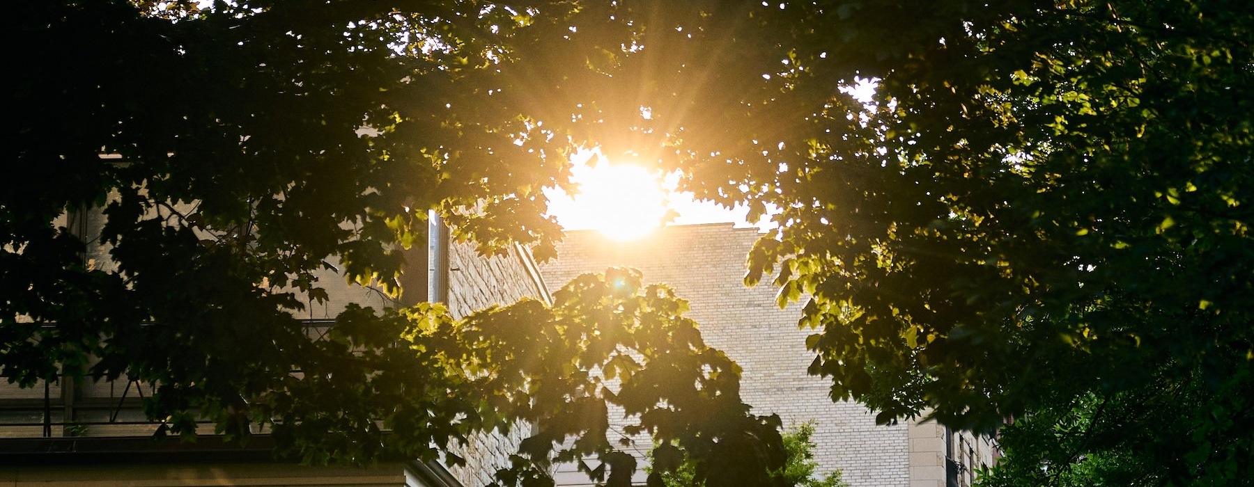 trees and sunlight